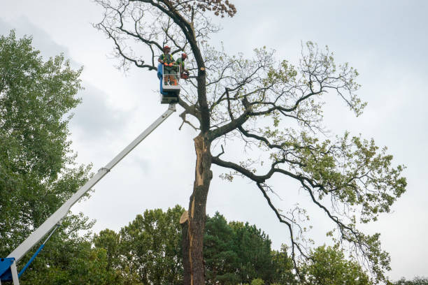 Best Tree Root Removal  in Hawkins, TX